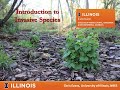 Introduction to Invasive Species Webinar