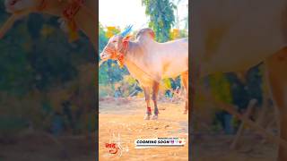 लवकर होणार कम्बॅक सप्त हिंदकेसरी भारत ////#bailgadapremi #bailgada #trending #sharyat #cow  #shorts