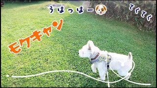 ミニチュアシュナウザー　モク物語🐶 第６７話モクキャン🏕いざキャンプ🏕