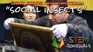 STEM Journals | Social Insects | Emmy-Winning Series