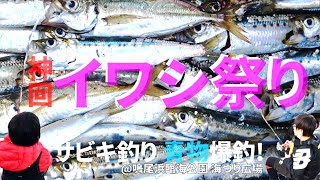 【神回】朝まずめにイワシ祭り開催！鳴尾浜でサビキ釣りしたら青物爆釣！！