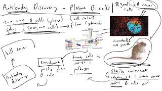 Plasma B-cells for Antibody Discovery and Cancer Therapeutics