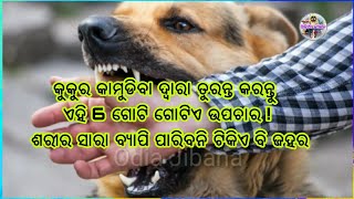 କୁକୁର କାମୁଡିବା ଦ୍ୱାରା ତୁରନ୍ତ କରନ୍ତୁ ଏହି 8 ଗୋଟି ଉପଚାର ! ଶରୀର ସାରା ବ୍ୟାପି ପାରିବନି ଟିକିଏ ବି ଜହର