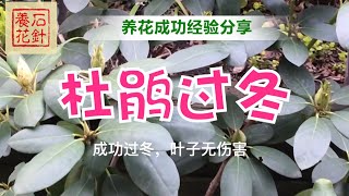 杜鹃花的室外过冬保护 - 适合zone5(多伦多类似气候)