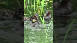 Little Grebe catches crayfish on its back　カイツブリの背中にザリガニがポンのハプニング