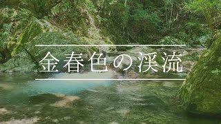 【生音】金春色の渓流/【Sound of Nature】Turquoise mountain stream