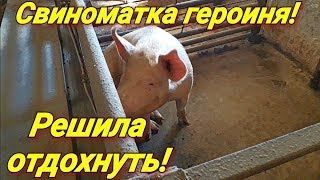 Свиноматка героиня не приходит в охоту!