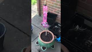 Planting 4 ft tall kanzan cherry blossom #cherry #cherryblossom #flowers