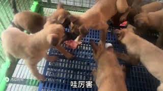 9只小马犬第一次吃生鸡架，见到生肉特别兴奋，咬得嘎嘣脆响