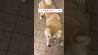 飼い主がからあげクン買わなくてガッカリする柴犬 #柴犬 #犬 #コンビニ