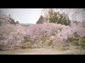 駒ヶ根市光善寺垂れ🌸桜