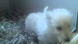 West highland video 29-7-11 Dogcenter