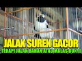 JALAK SUREN FULL ISIAN - PALING COCOK UNTUK MASTERAN SEMUA JENIS BURUNG JALAK ( isian Melimpah.!! )