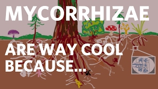 Mycorrhizae are Way Cool Because...