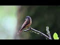 ferruginous flycatcher 紅尾鶲 棕尾褐鶲