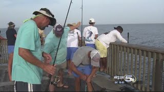 7 Foot Tiger Shark Ends Shark Week With a Bang in Gulf Shores