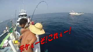 相模湾キハダマグロゲーム!!Yellow Fin Tuna Game in Sagami Bay