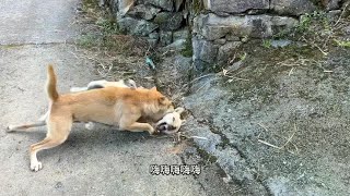 田园犬阿爆打架真猛，它就是这样尽地主之谊，把露露压在地上咬