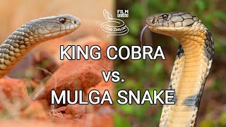 King cobra vs. Mulga snake - Battle of the deadly snakes