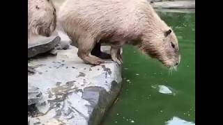 日本ではカピバラも行儀よく列に並ぶらしい。Even capybaras know how to queue in Japan