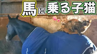 2匹の子猫が馬を乗りこなす！？優しくて大きな黒馬と甘えんぼうな仔猫のやり取りが可愛すぎました。【ツルマルボーイ様のシモベ】