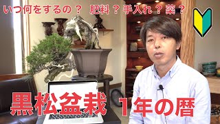 黒松盆栽 1年を通した手入れ [盆栽・初心者]