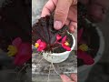 use begonia leaves to propagate flowers shorts