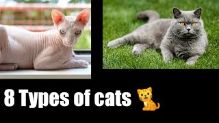 8 Types of cats 🐈ll 8 तरह की बिल्लियां 🐈ll 8 ਤਰ੍ਹਾ ਦੀਆਂ ਬਿੱਲੀਆਂ 🐈ll