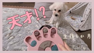 はじめて知育おもちゃで遊ぶ子犬