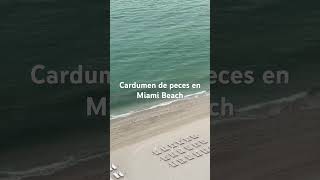 Cardumen de peces en Miami Beach Florida