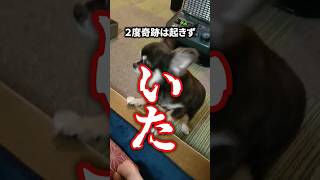 奇跡を起こした老犬チワワ