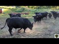 Our Black Angus bull President meets the ladies.