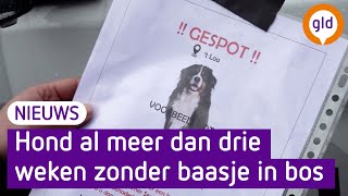 Mysterieuze hond in bossen bij Oldebroek al drie weken in het zoek