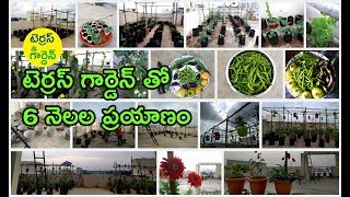 Terrace garden 6 months improvement in Telugu - టెర్రస్ గార్డెన్ తో  6 నెలలు