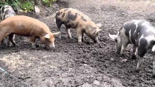 Pigs rooting for truffles and tubers