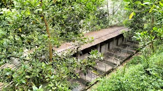 daily life | life in Vietnam | take care of pigs  Renovate the pig barn #pig #farmers #myfarm