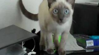 Blue Point Siamese Kitten "Aiko" plays catch the mouse