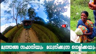 Muthanga Jeep Safari | മുത്തങ്ങ സഫാരിയും  മധുരിക്കുന്ന നെല്ലിക്കയും  | #muthanga #jeep #safari