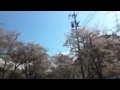 車載動画 寺尾ヶ原千本桜公園