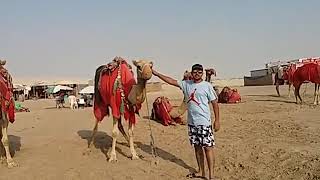 Qatar Sealine Beach Camels  ( কাতারে উটের গল্প)