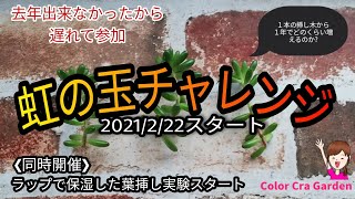 【雪国の多肉】どこよりも早い虹の玉チャレンジスタート!!　1本から年末までにどれくらい増えるのか観察 // 実験!!ラップで保湿した葉挿しは早く発根するのか？//Succulent/Sedum