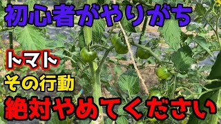 【トマト栽培】で絶対やめてほしい行動3選を紹介します。【家庭菜園】