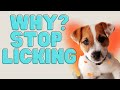 Why Do Jack Russell Terrier's Lick So Much (🐶My Opinions and What You Can Do!)