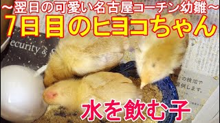 7日目のヒヨコちゃん～お迎え翌日の可愛い名古屋コーチン雌鶏とボス雄鶏候補の幼雛～