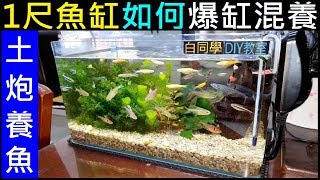 （1尺魚缸）如何爆缸混養【白同學土炮養魚DIY】