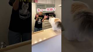 ほんでリアクションも古臭すぎんねん…【おしゃべりする猫】 #Shorts 【猫アテレコ】