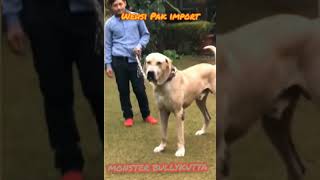 New Pak import 🐾WEYSI🐾 Top BULLYKUTTA