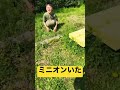 野生のミニオンいた　 youtube youtubeshorts youtuber shorts short ミニオン かわいい こども ユニバ