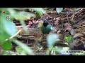 western hooded pitta wildlife bird birds nature birdspecies avitourism northborneo