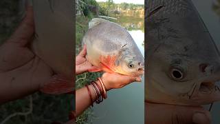 Rupchanda Fish #rupchanda #fish #shorts